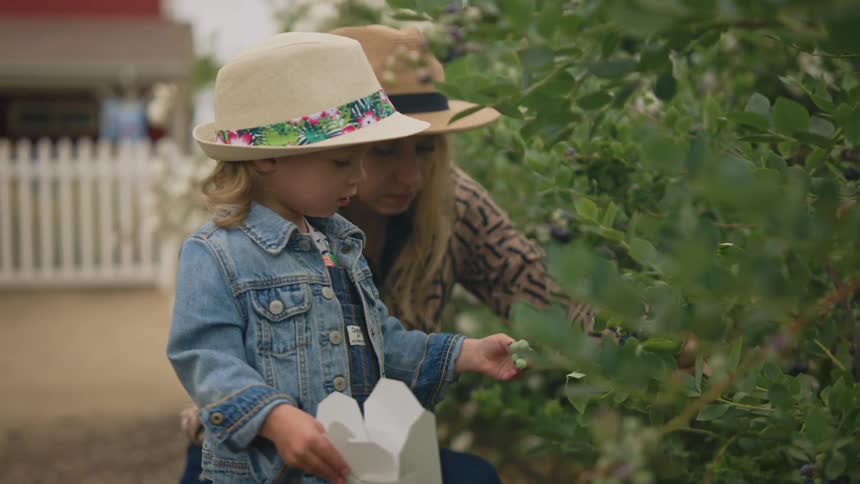 A child and an adult both wearing hats are picking berries and placing them into white containers in a garden