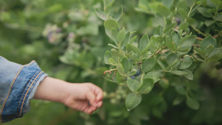 A child picks a blueberry from the plant