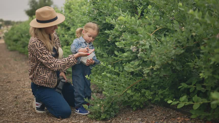 Mother and daughter picking fruit from a vegetable garden