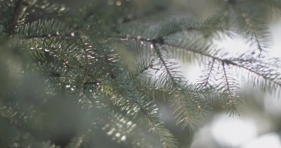 Pine needles cover a tree branch
