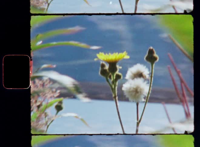 Close up of a flower in water