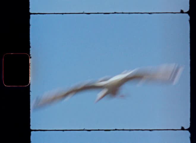 A white bird flying in a blue sky and there is another white bird sitting on a rock