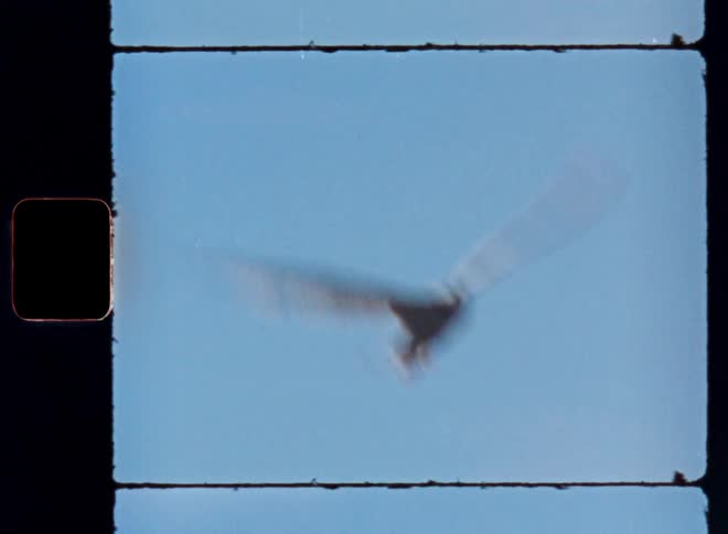 Bird flying in a blue sky