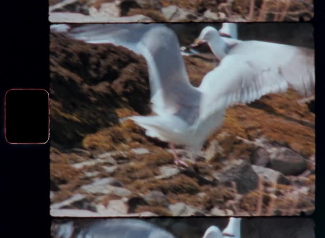 White birds flying in a natural environment