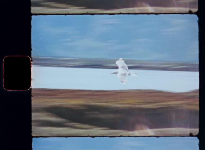 A bird flies down to land