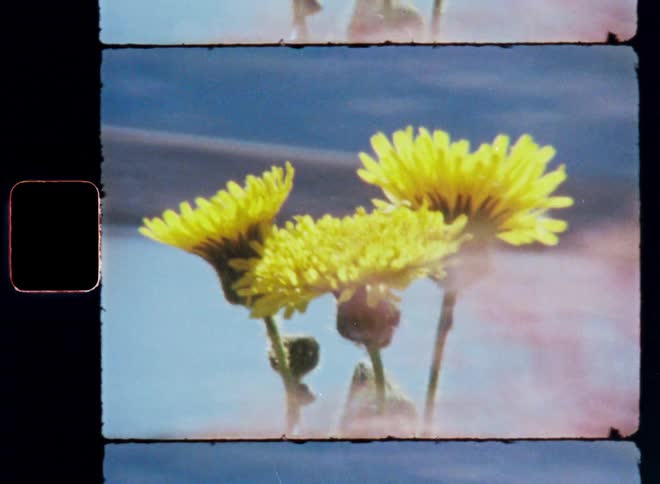 Three yellow dandelion flowers are in focus against a blue sky background