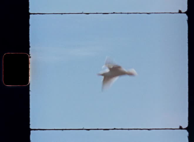 White bird flying in a blue sky with scattered clouds