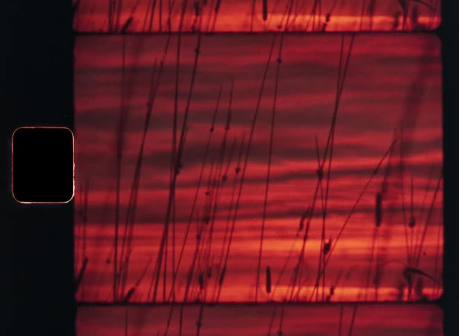 A close up clip of a red sky