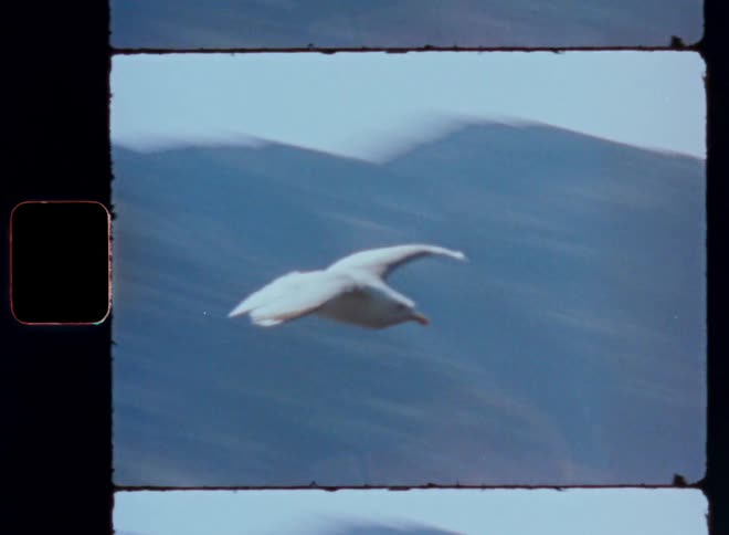 A white bird flying quickly in a blue sky