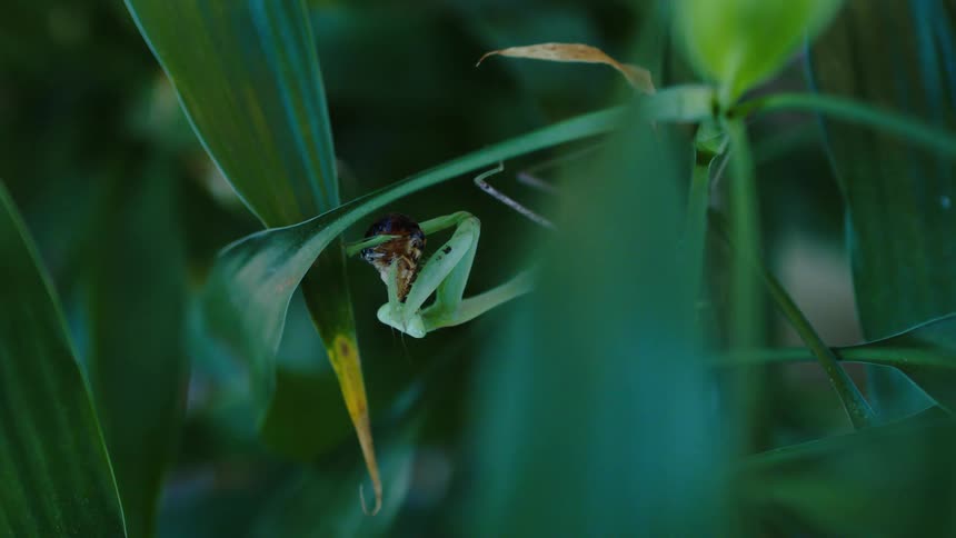 A close up image of a grasshopper feeding on a leaf
