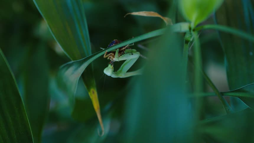 A praying mantis is perched on a green plant consuming another insect