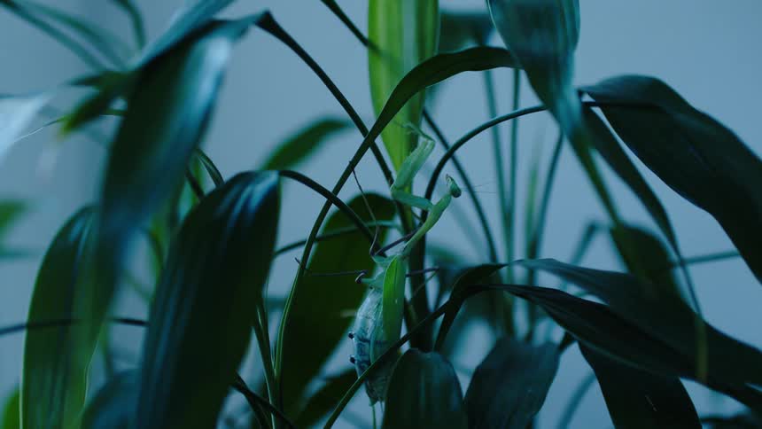 Praying mantis camouflaged in a leaf and green plant