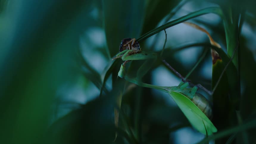Insect moving across a long green leaf