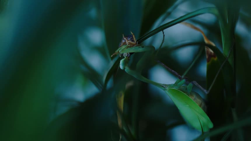 A praying mantis is perched on a green leaf amidst dense foliage feeding on a smaller insect