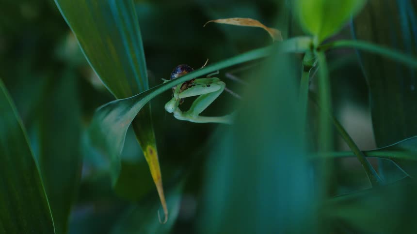 A praying mantis perfectly camouflaged against a green leaf captures its prey in a swift and deadly embrace