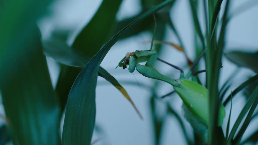 Insect on a green leaf outdoors