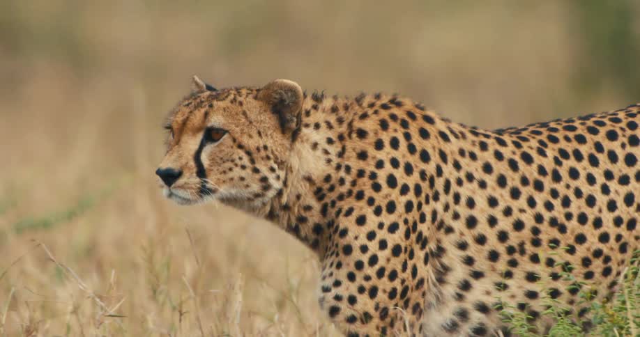 A footage of a cheetah walking in the jungle