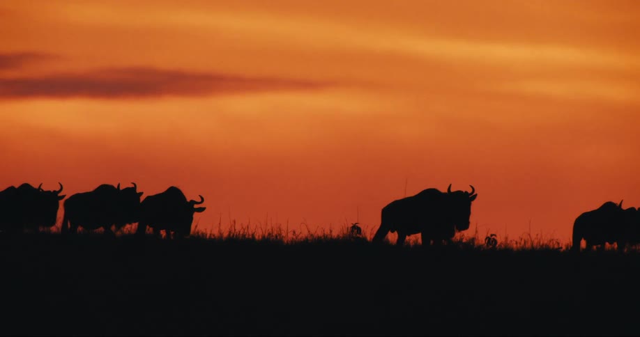 A dramatic silhouette of a herd of wildebeest against a fiery orange sunset their movement creating a sense of dynamism and endlessness in the african savanna