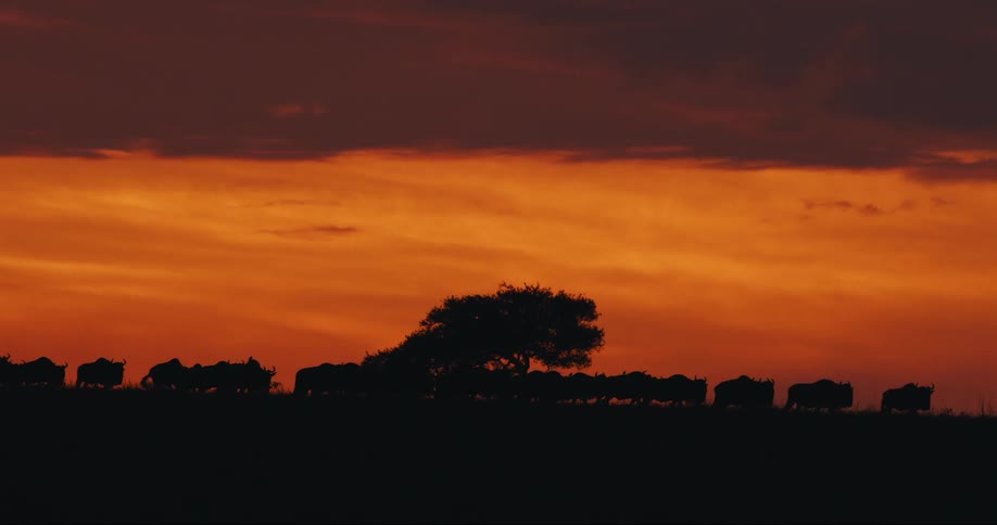 A large herd of animals travel at sunrise