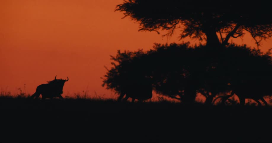 A clip of wildebeest running