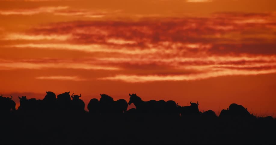 Silhouette of animals in the jungle and a reddish sky