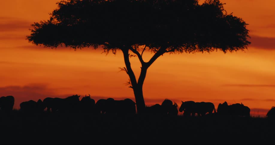 Silhouettes of animals below a tree in the jungle and a reddish sky