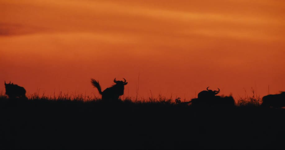 A clip of wildebeest running in the jungle