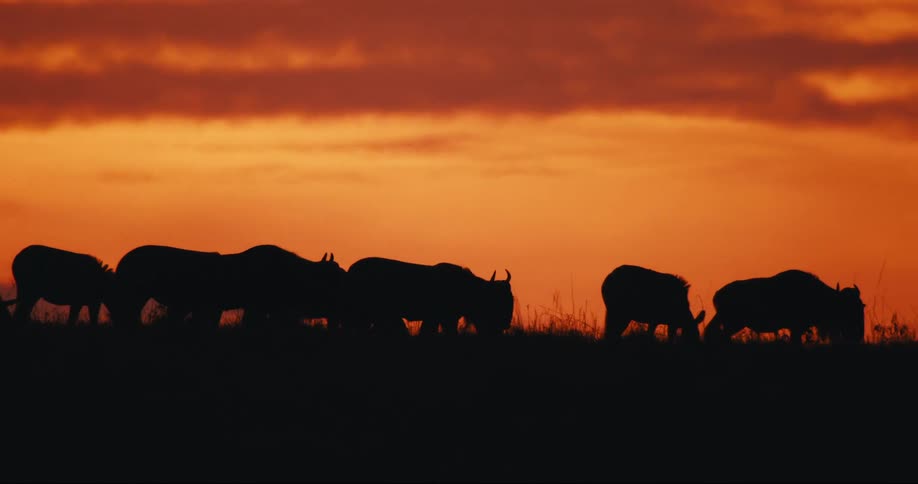 A footage zebra and wildebeest grazing