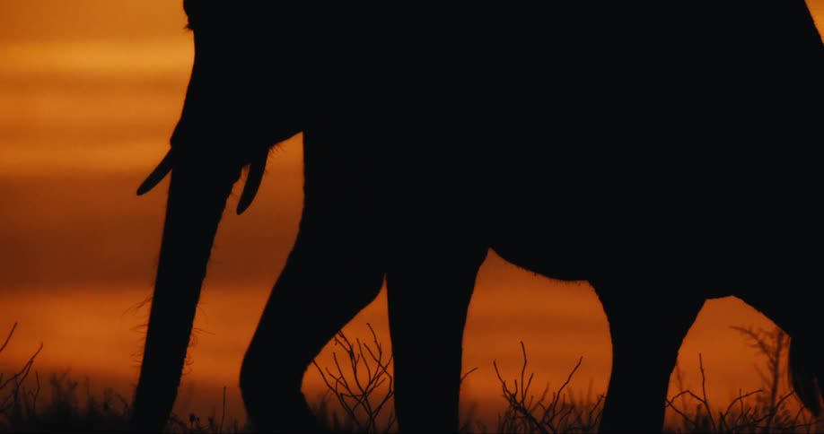The elephant walks around at sunrise
