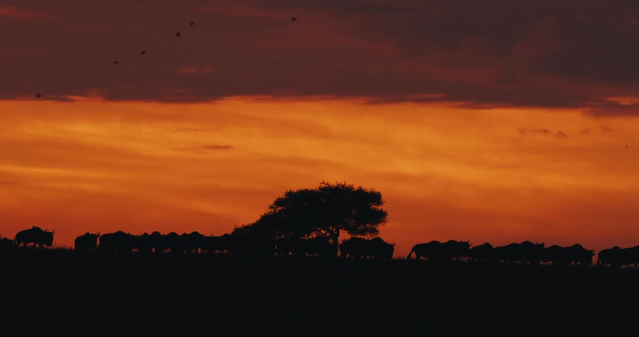A clip of animal migration