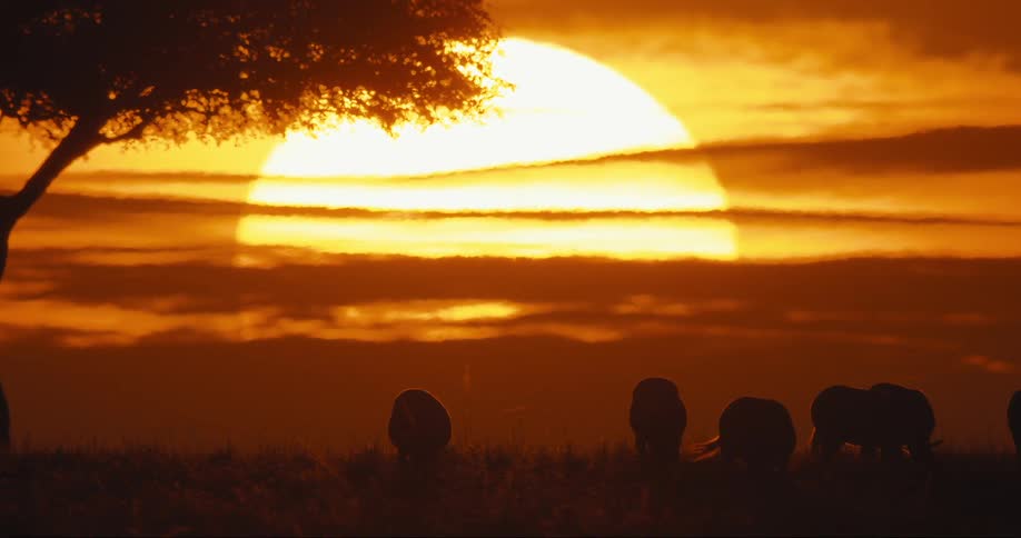 Animals in the jungle with the reddish sun on the horizon