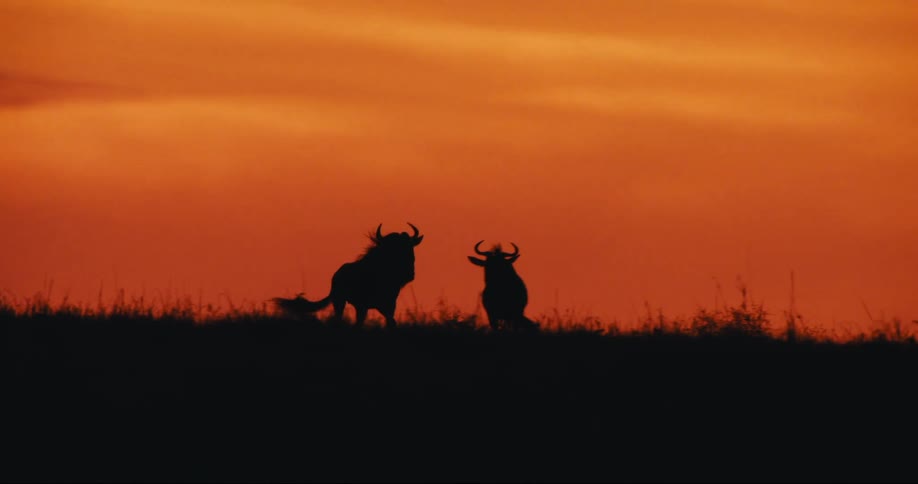 A clip of a wildebeest running