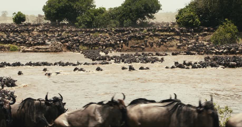 Wildebeest crossing a river in the jungle