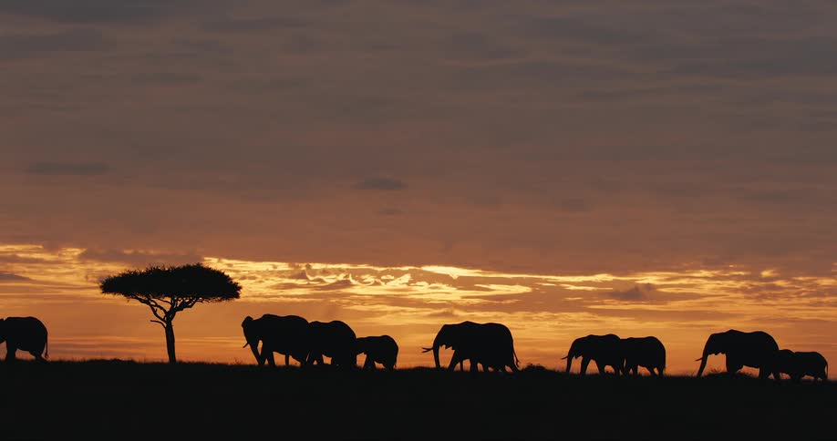 Silhouette of elephants walking in the same direction on a red sky day