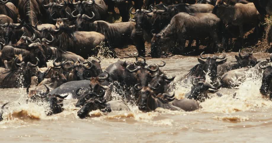 A herd of wildebeest cross the river together