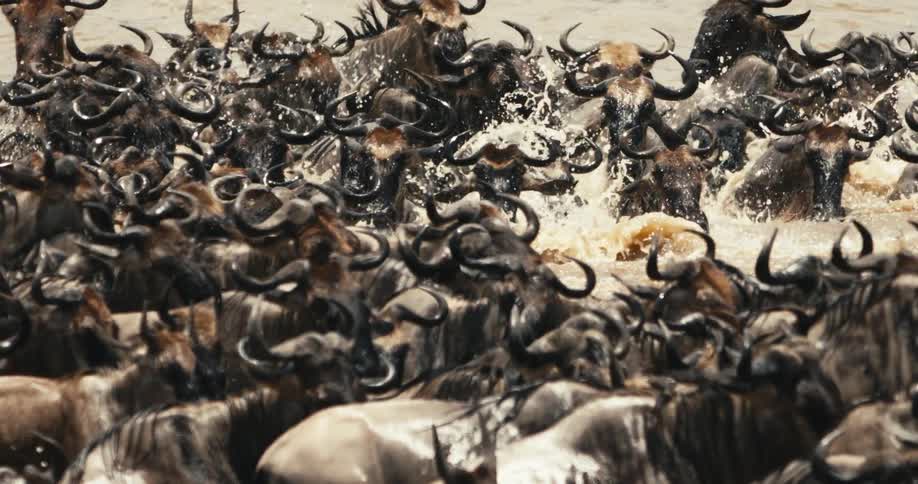 A swirling mass of wildebeest horns interlocked and hooves kicking up spray battles its way across a crocodileinfested river during the great migration