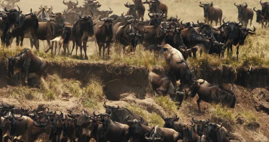 A clip of bulls and zebra in the jungle