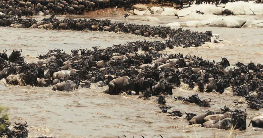 Large group of wildebeest crossing the river