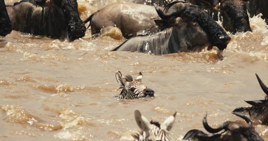 A small zebra swimming in brown water next to several wildebeests