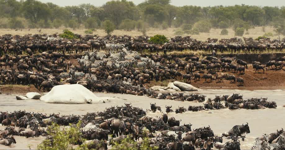 A clip of a flock of wildebeest and zebra migrating