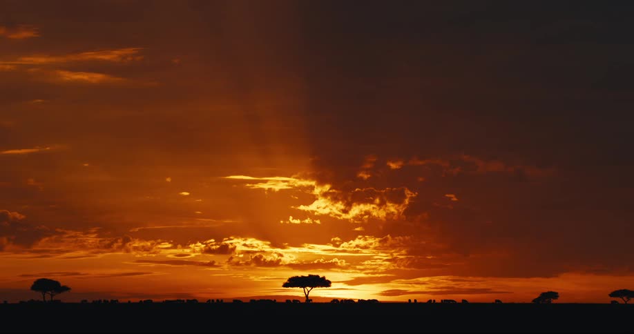 Golden sunrise on the horizon in a savanna