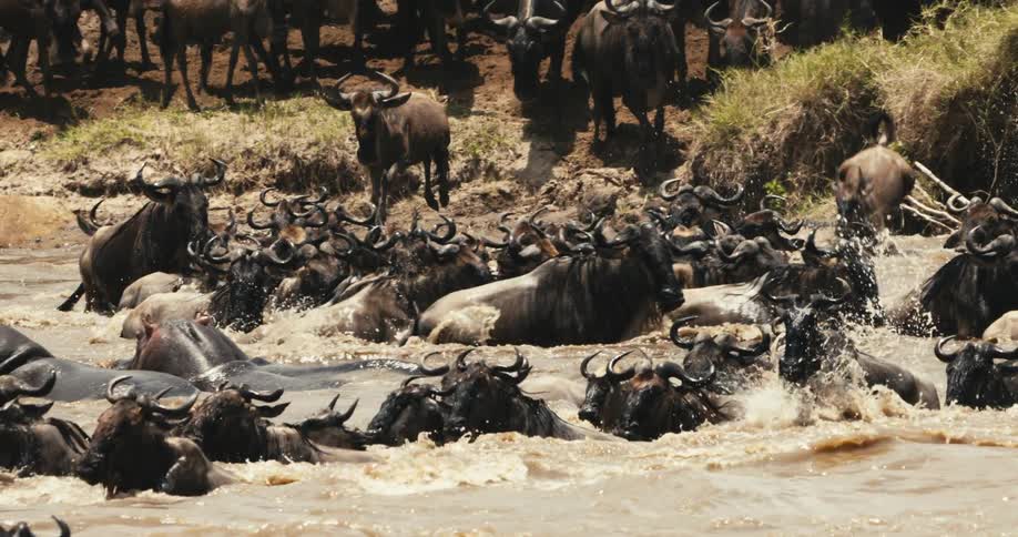 Large group of wildebeests jumping into a river and crossing