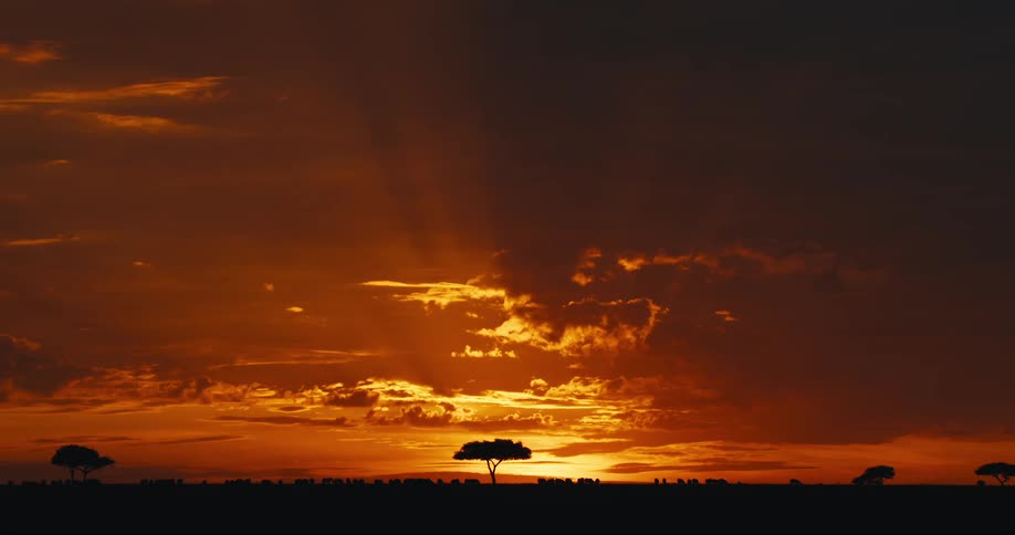 A clip of a red sky in the forest