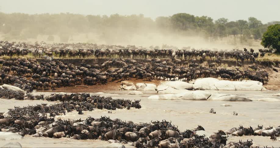 A flock of wildebeest and zebra crossing a river while migrating