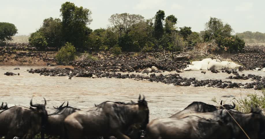 The great migration with a massive herd of wildebeest crossing a river facing the dangers of the water and predators