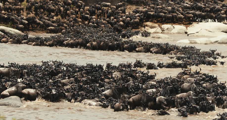 A large herd of wildebeest crossing a river