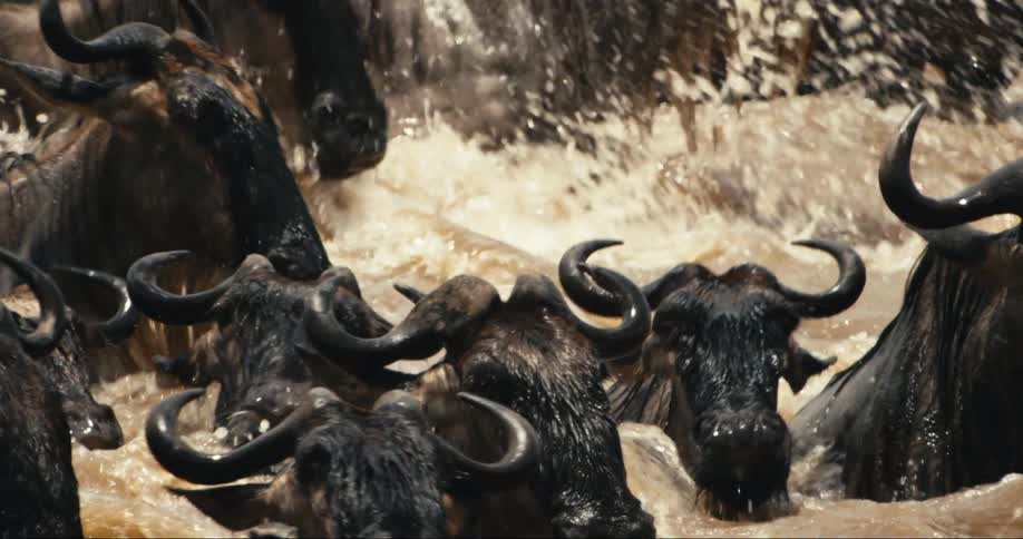 A large group of wildebeest are crossing a fast flowing muddy river struggling against the current