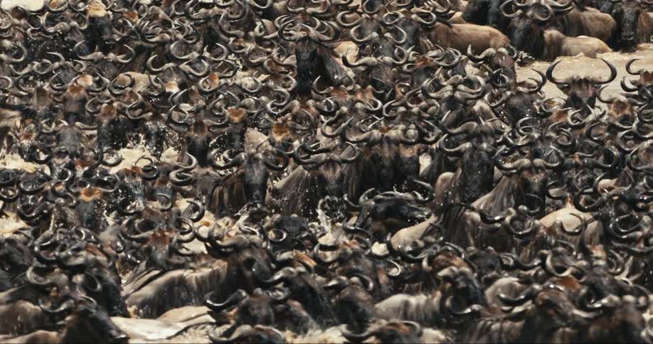 Intense group of wildebeest running through the river