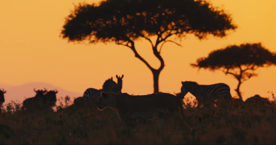 A footage of animals in the jungle