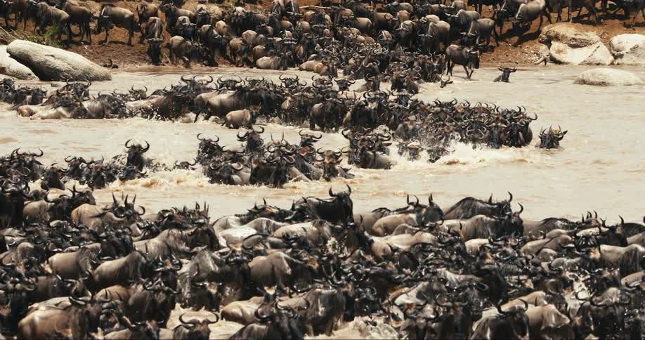 Huge group of wildebeest crossing the river